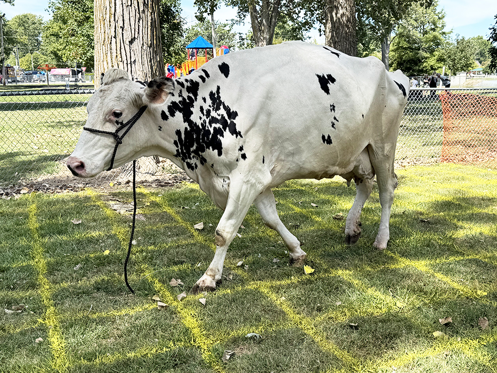 Rotary_ Bessie Bessie, provided by the Stan Keeney family, paces the squares while everyone anxiously awaits, hoping she’ll stop on their square. —photo by Sharon Durham