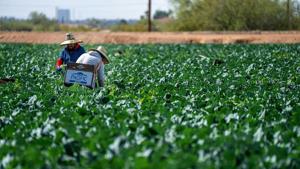 Trump addresses Georgia's years-long migrant farm worker concerns Trump addresses Georgia's years-long migrant farm worker concerns