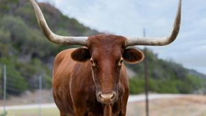 Trump defends tariffs, tells beef producers to lower prices Trump defends tariffs, tells beef producers to lower prices