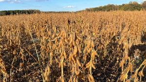 WATCH: Pritzker not confident Trump can solve soybean trade deal with China WATCH: Pritzker not confident Trump can solve soybean trade deal with China