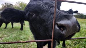 Illinois beef producers say Trump’s Argentina beef plan hurts farmers