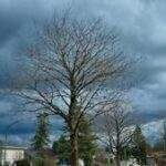 Illinois Quick Hits: 178 Illinois tornadoes so far in 2026